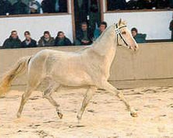 Pferd Gaj (Achal Tekkiner, 1988, von Gektor 12)