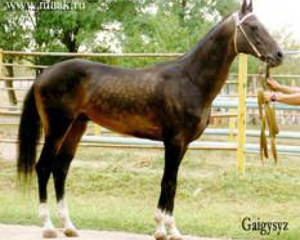 stallion Gaigysyz (Akhal-Teke, 1988, from Karaman) stallion Gaigysyz (Akhal-Teke, 1988, from Karaman)