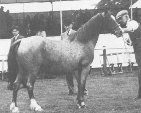 Zuchtstute Coed Coch Serliw (Welsh Mountain Pony (Sek.A), 1933, von Revolt) Zuchtstute Coed Coch Serliw (Welsh Mountain Pony (Sek.A), 1933, von Revolt)