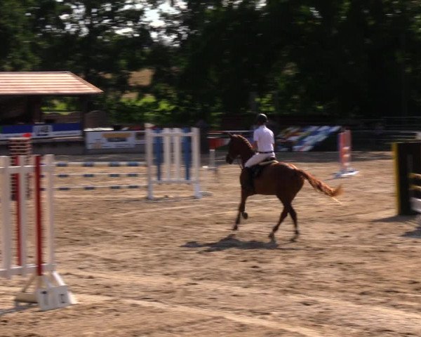 Reitturnier Lgl.-Oberhain, B95 2020