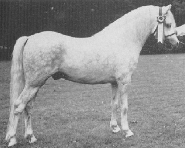 stallion Monnow Zip (Welsh mountain pony (SEK.A), 1964, from Revel Jonas)