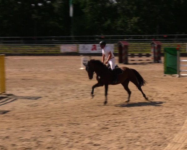Reitturnier Lgl.-Oberhain, B95 2020
