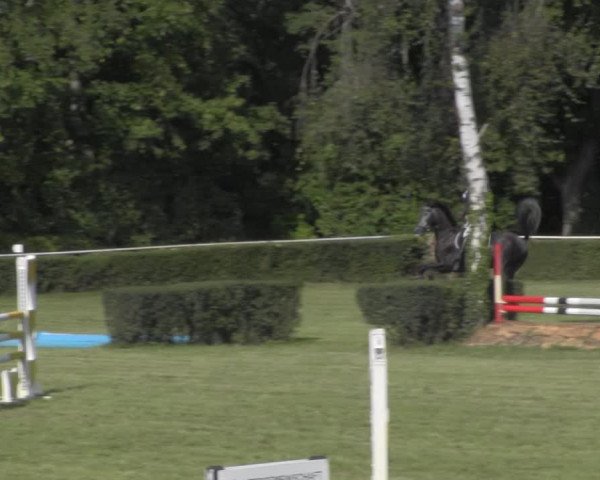 Reitturnier Westeregeln 2020