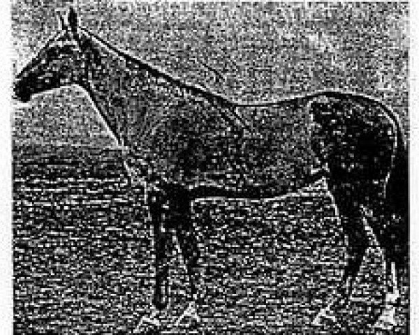 horse Fakma (Akhal-Teke, 1958, from Fed)