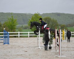Cavallo da salto Akrobat 123 (Westfale, 2001, di Akribori)