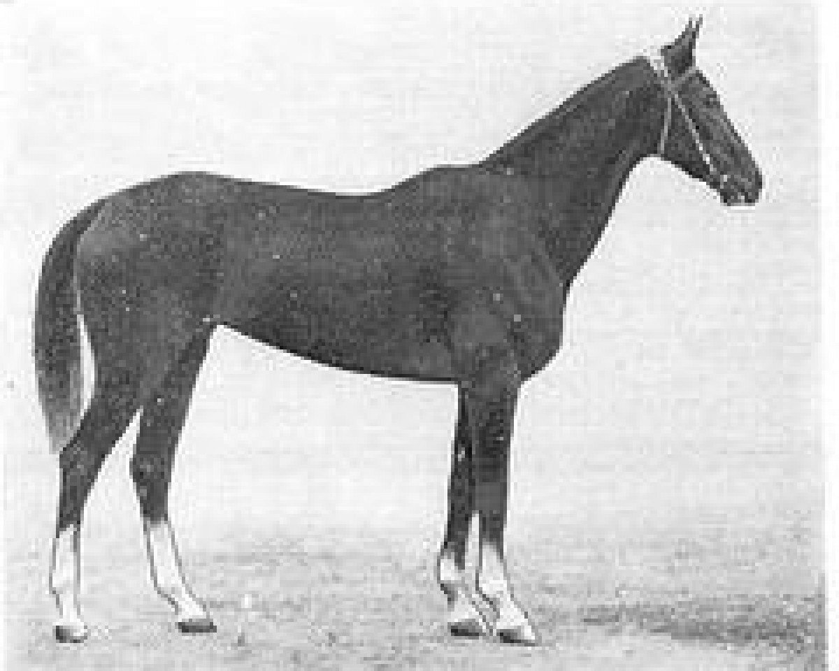 Pferd Asmangul (Achal Tekkiner, 1975, von Angar)
