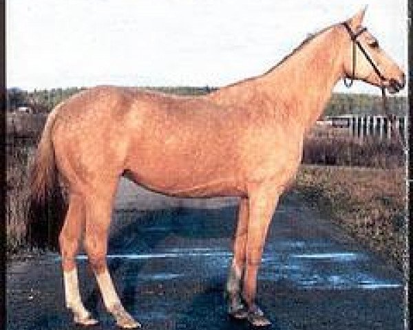 Klacz hodowlana Doigurgush (Akhal-tekińec, 1987, od Pervaz) - 2261 Doigurgush | Flickr - Photo Sharing!