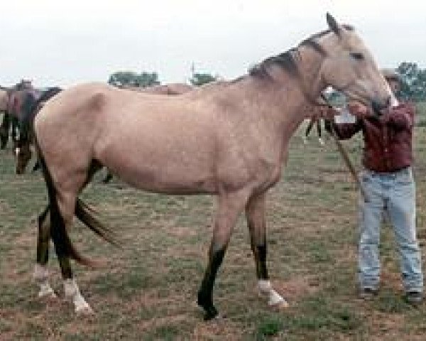 Horse Anemona (Achal Tekkiner, 1994, from Amelit 12) - 2581 Anemona | Flickr - Photo Sharing!
