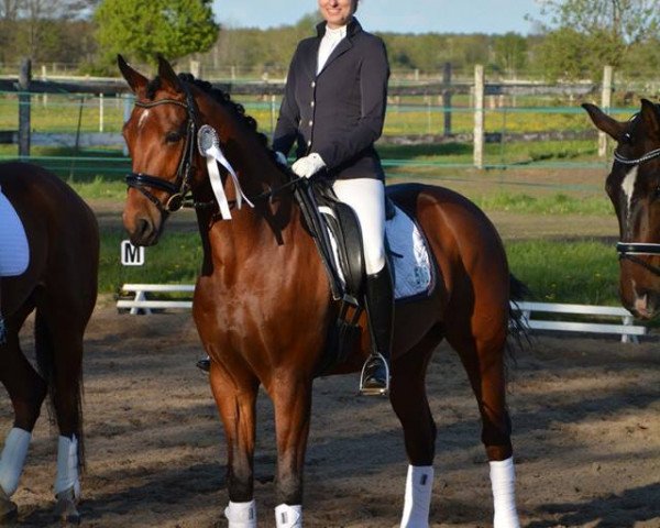 dressage horse Sans Soucis 16 (Oldenburg, 2009, from Sarkozy 3)