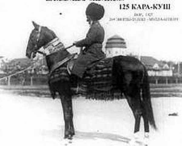 Hřebec Kara-Kush (Achal-Teke, 1925, od Everdi Teleke) - 125 Kara-Kush | Flickr - Photo Sharing!