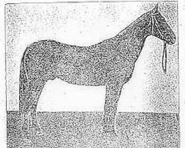 stallion Mamed (Akhal-Teke, 1925, from Toporbai) stallion Mamed (Akhal-Teke, 1925, from Toporbai)