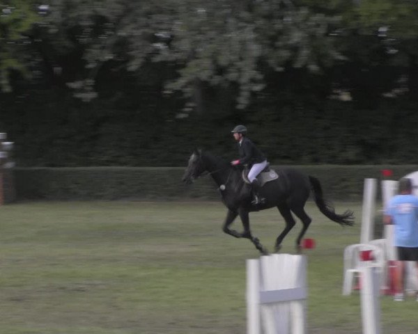 Reitturnier Westeregeln 2020