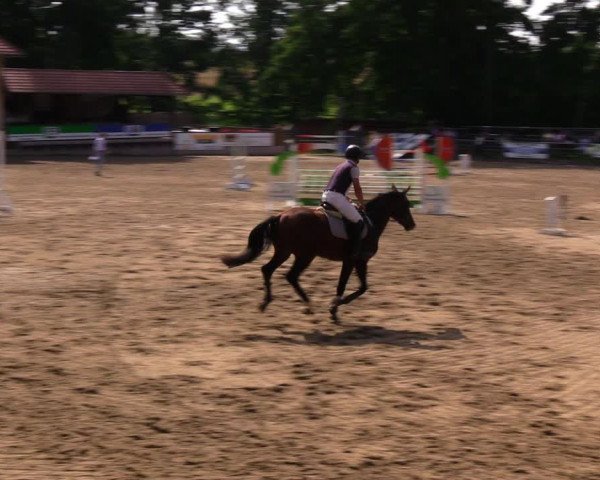 Reitturnier Lgl.-Oberhain, B95 2020