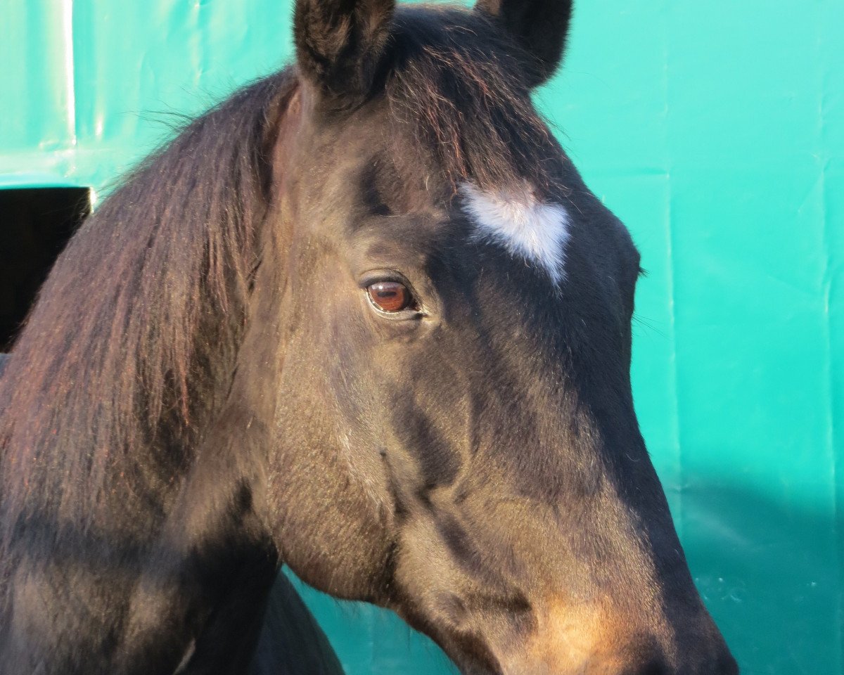 broodmare Roxana (Saxony-Anhaltiner, 1997, from Rohdiamant)
