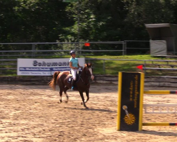 Reitturnier Lgl.-Oberhain, B95 2020