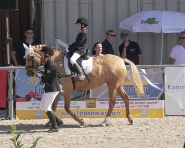 Reitturnier Ehningen 2020