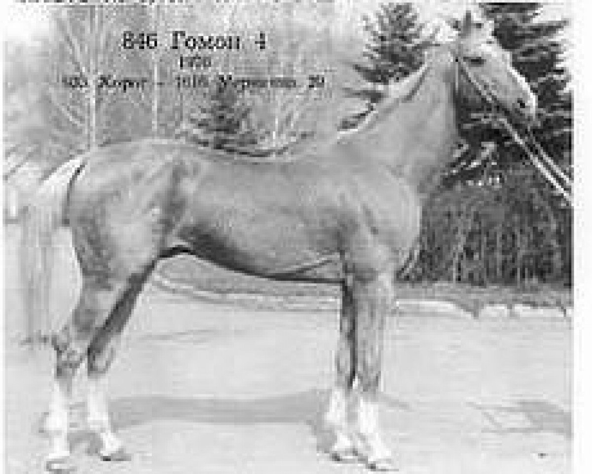 Stallion Gomon 4 (Achal Tekkiner, 1976, from Horog) - 946 Gomon 4 | Flickr - Photo Sharing!
