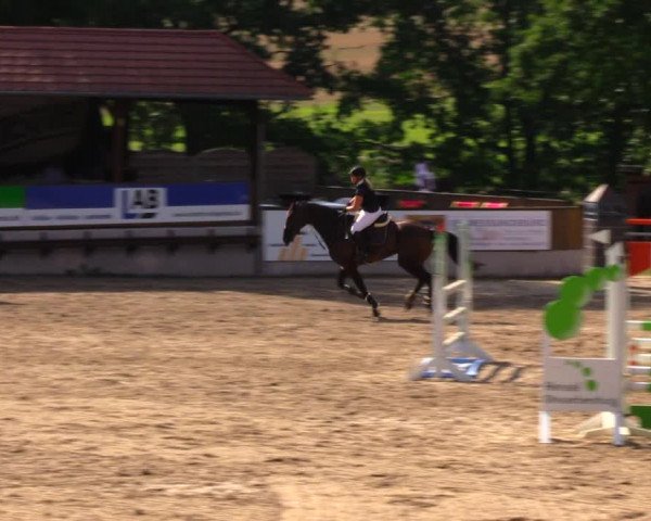 Reitturnier Lgl.-Oberhain, B95 2020