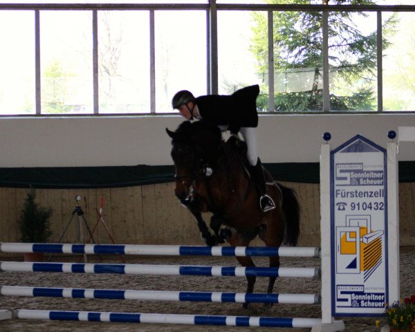 jumper Chamiro 7 (Austrian Warmblood, 2006, from Jamp of Class)