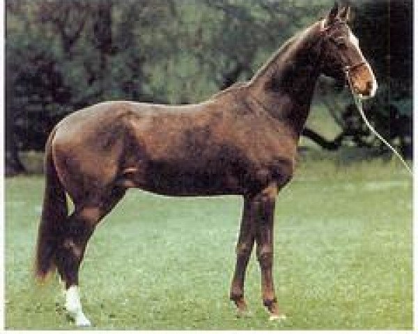 stallion Perchat (Akhal-Teke, 1975, from Polotli) stallion Perchat (Akhal-Teke, 1975, from Polotli)