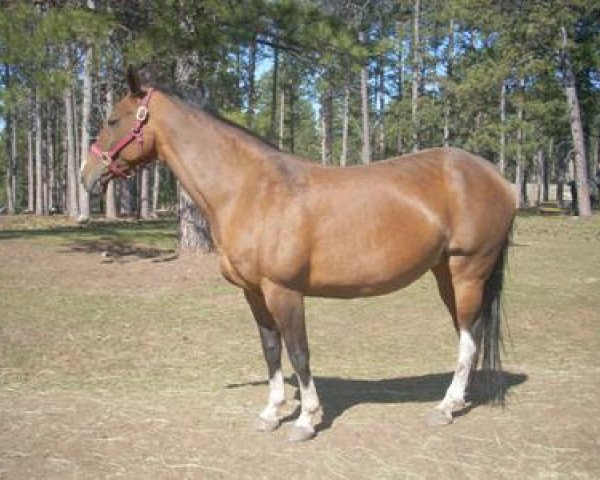 broodmare Kyzlyar (Akhal-Teke, 1999, from Iakor) broodmare Kyzlyar (Akhal-Teke, 1999, from Iakor)