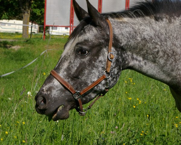 horse Mandai (Appaloosa, 2007, from Appaloosa)