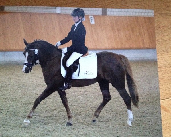 broodmare Lena-K (Welsh-Pony (Section B), 2006, from Weston Regent)
