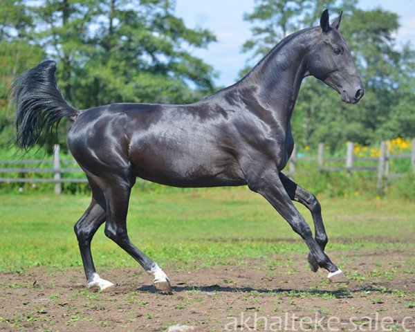 Pferd Pokoritel (Achal Tekkiner, 2010, von Murgab)