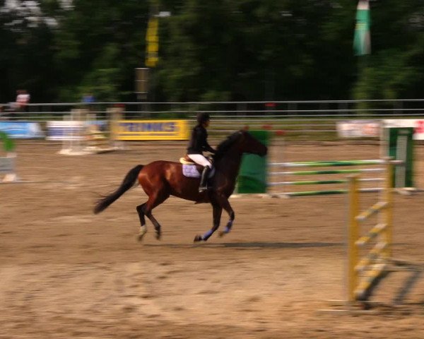 Reitturnier Lgl.-Oberhain, B95 2020