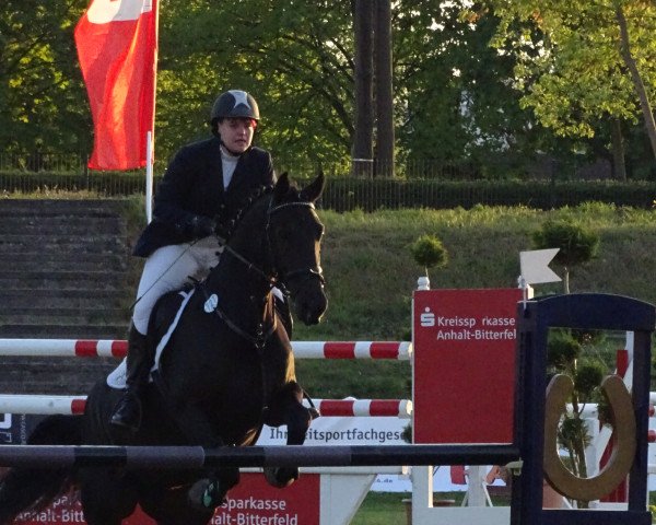 jumper Sweet Chocolate (German Sport Horse, 2009, from Stechlin 5)