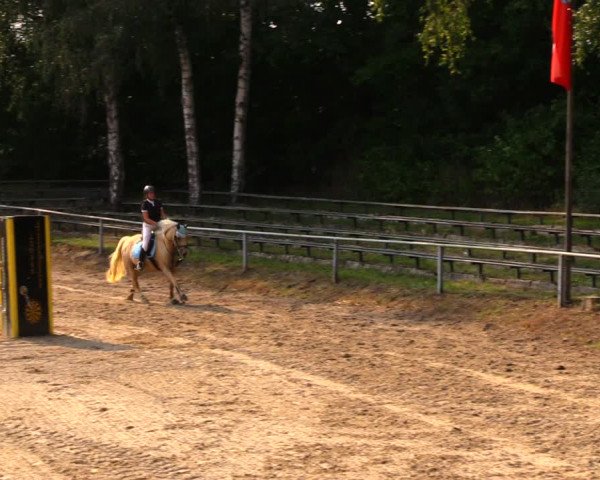 Reitturnier Lgl.-Oberhain, B95 2020