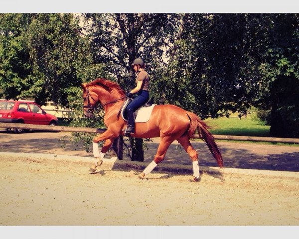 dressage horse Sambuca 73 (Oldenburg, 2009, from Sir Donnerhall I)