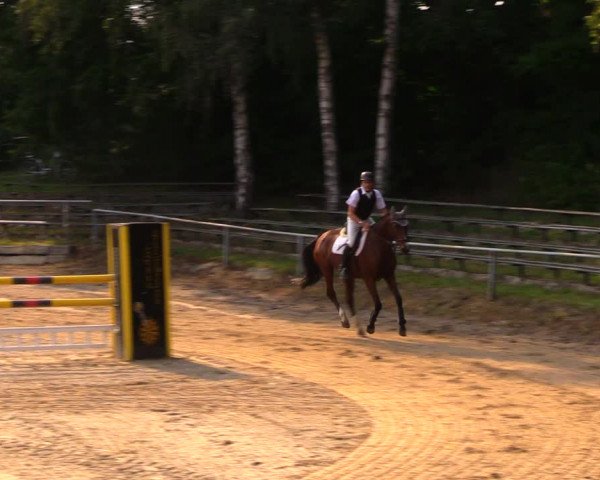 Reitturnier Lgl.-Oberhain, B95 2020