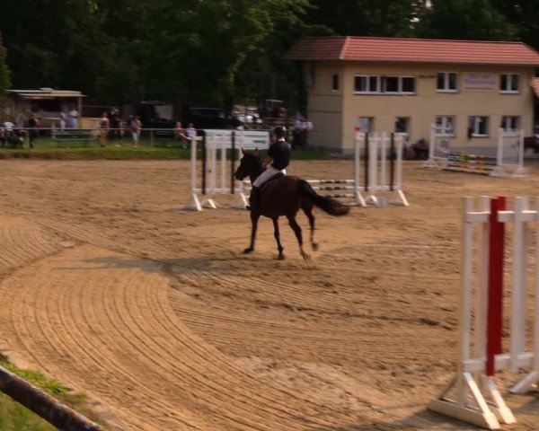 Reitturnier Lgl.-Oberhain, B95 2020