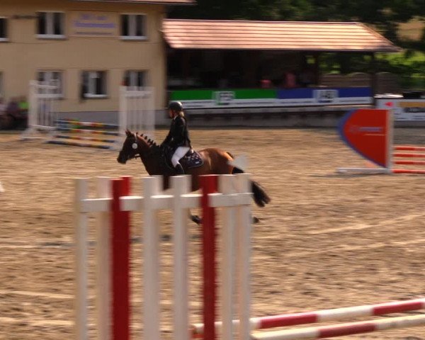 Reitturnier Lgl.-Oberhain, B95 2020