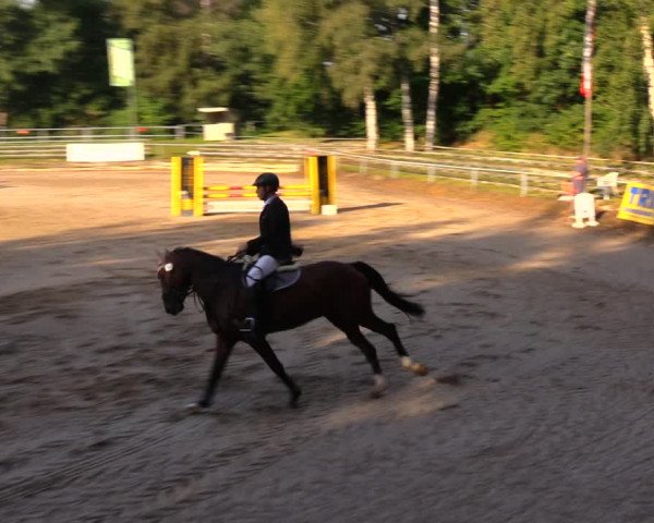 Reitturnier Lgl.-Oberhain, B95 2020