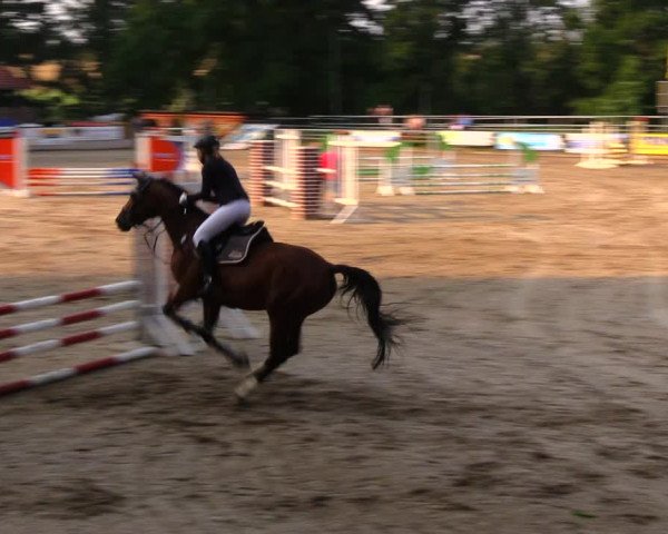 Reitturnier Lgl.-Oberhain, B95 2020
