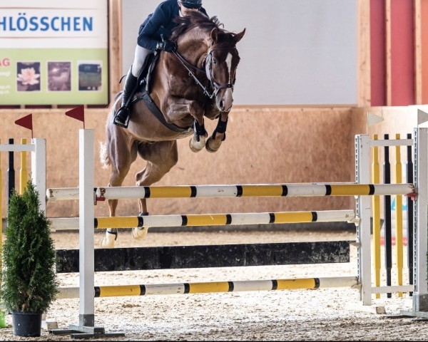 Springpferd Lucky Fauntleroy (Westfale, 2015, von Pikeur Lord Fauntleroy)