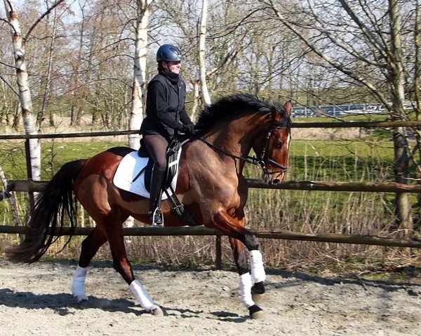 broodmare Charlotte (Hanoverian, 2010, from Comte)