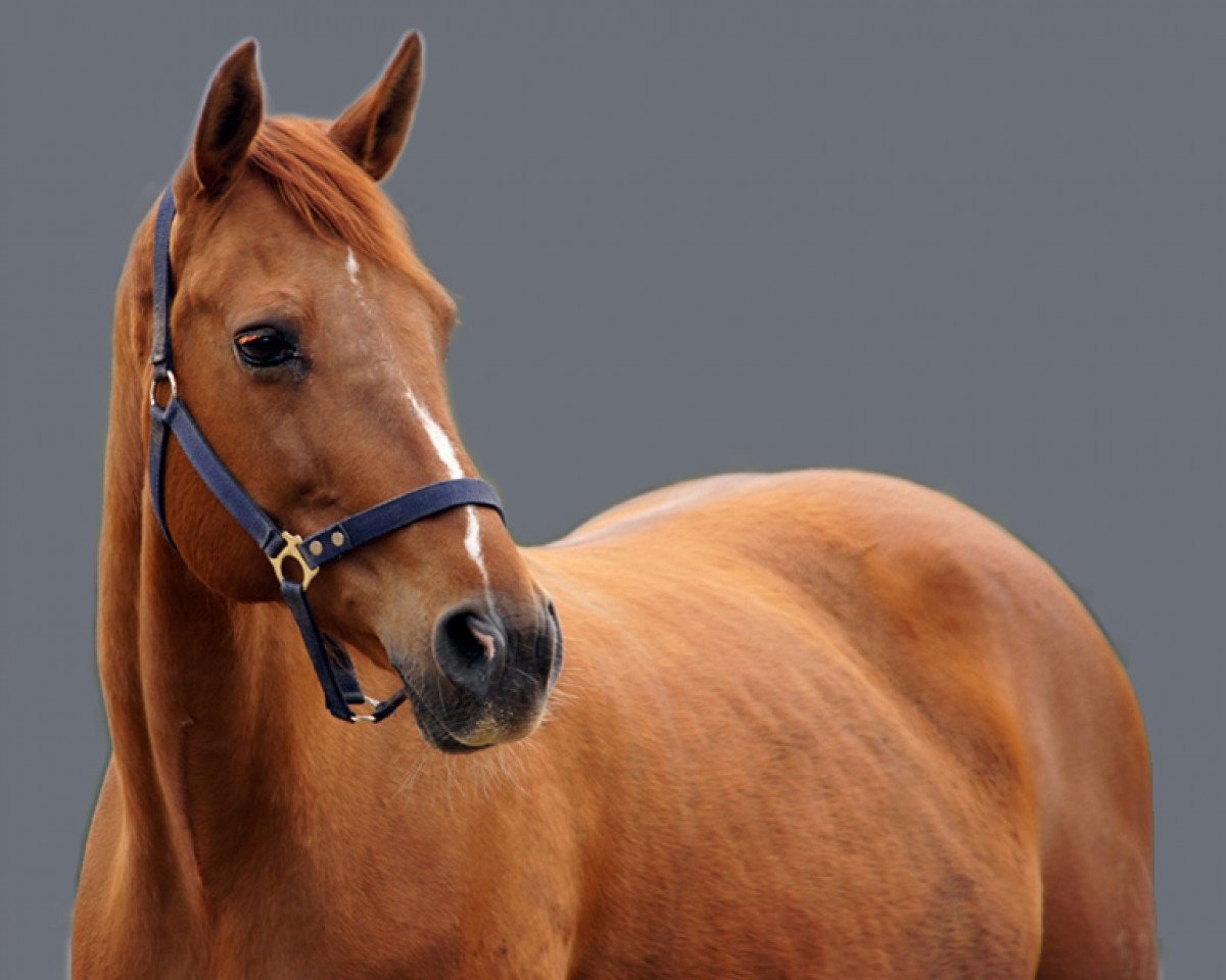 Klacz hodowlana Walhalla (Hanower, 1999, od White Star)