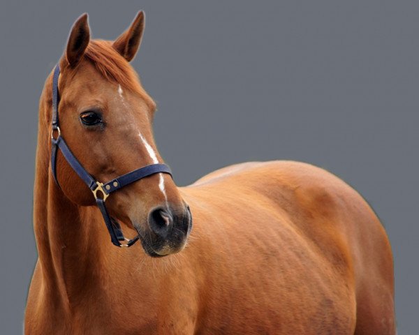 Klacz hodowlana Walhalla (Hanower, 1999, od White Star)