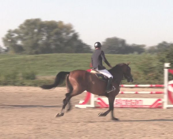 Reitturnier Dorsten-Gut Hohenkamp 2020