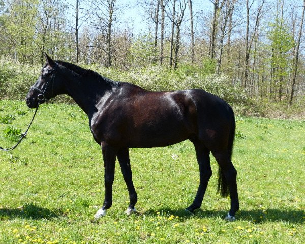 horse Duffi (Hanoverian, 2010, from Dauphin)
