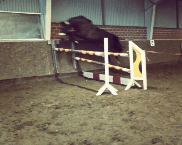jumper Rosalie HK (Hanoverian, 2003, from Raphael)