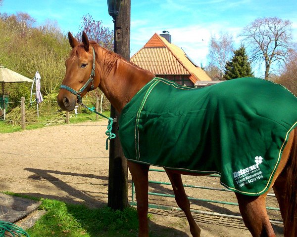 horse Vina (Hanoverian, 2010, from Vesuv 35)