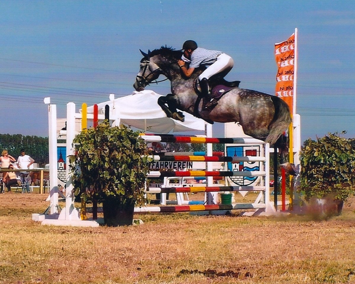 stallion Lord Snowdown (Oldenburg, 1993, from Lord de Luxe)