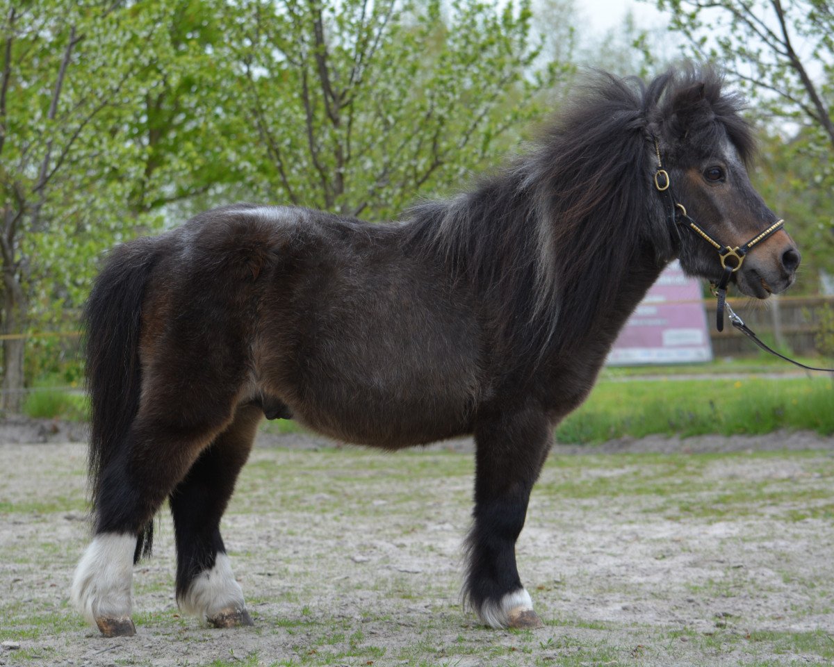 stallion Jo's Folly (Shetland pony (under 87 cm), 1993, from Cinnabar of Cheyenhal)