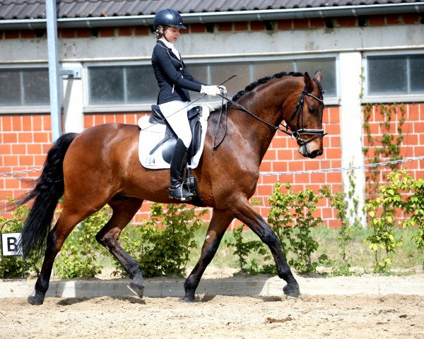 Dressurpferd Rivero (Westfale, 2006, von Riccione)