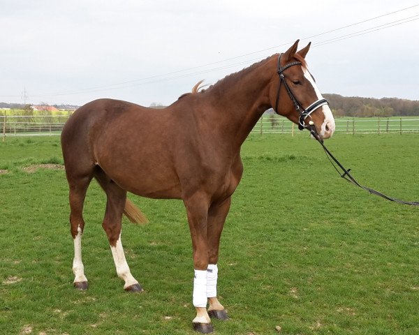 Dressurpferd Ciliano (Württemberger, 2009, von Ciacomo)