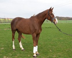 Dressurpferd Ciliano (Württemberger, 2009, von Ciacomo)